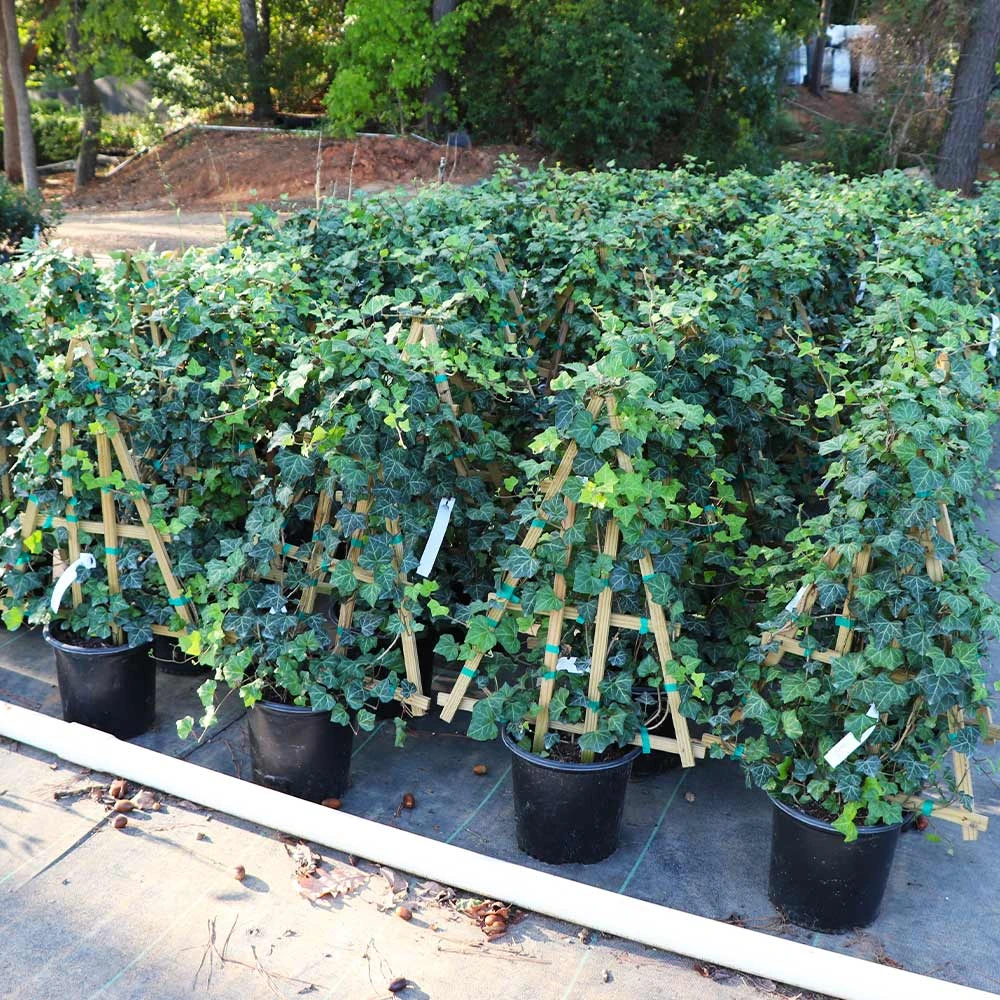 English Ivy Vine 4 English Ivy Vine - Image 4