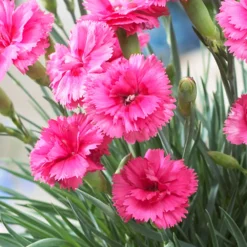 Scent First® Eternity Dianthus Plant 5 Scent First® Eternity Dianthus Plant -Perennials Shop Eternity Dianthus 2