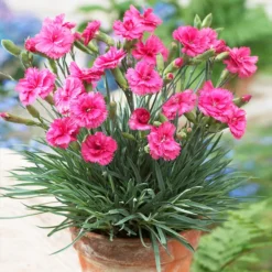 Scent FirstĀ® Eternity Dianthus Plant