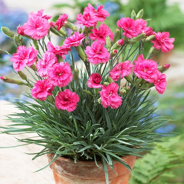 Scent First® Eternity Dianthus Plant 1 Scent First® Eternity Dianthus Plant