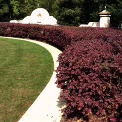 'Ever Red' Loropetalum -Perennials Shop Ever Red Lorepetalum 3
