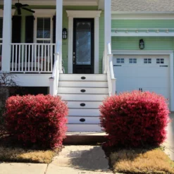 'Ever Red' Loropetalum -Perennials Shop Ever Red Lorepetalum 4