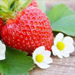 Everbearing Strawberry -Perennials Shop Everbearing Strawberry 3 FGT