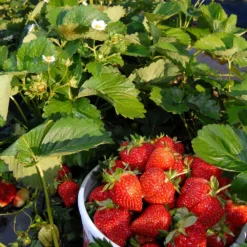 Everbearing Strawberry - USDA Organic 11 Everbearing Strawberry - USDA Organic -Perennials Shop Everbearing Strawberry 6 BB e2cd8810 5468 47c9 8adf a7c6a52e097a