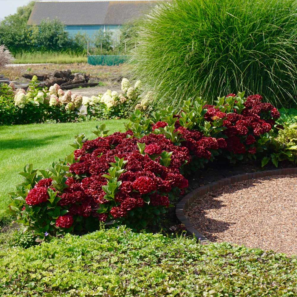 Everlasting® Crimson Ruby Hydrangea Shrub 2 Everlasting® Crimson Ruby Hydrangea Shrub - Image 2