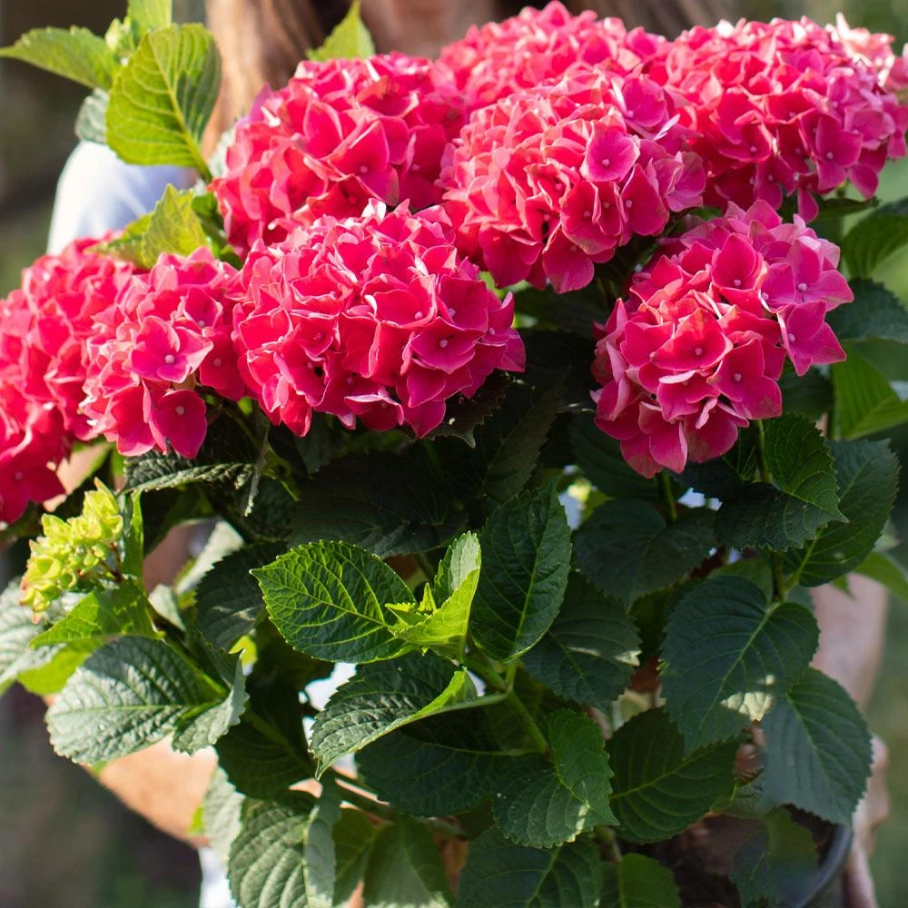 Everlasting® Crimson Ruby Hydrangea Shrub 4 Everlasting® Crimson Ruby Hydrangea Shrub - Image 4
