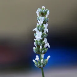 Lavender Exceptional™ 9 Lavender Exceptional™ -Perennials Shop Exceptional Lavender 2