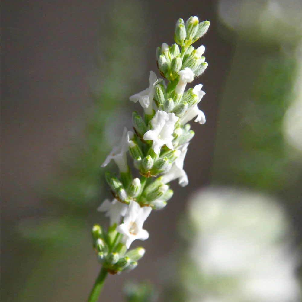 Lavender Exceptional™ 3 Lavender Exceptional™ - Image 3