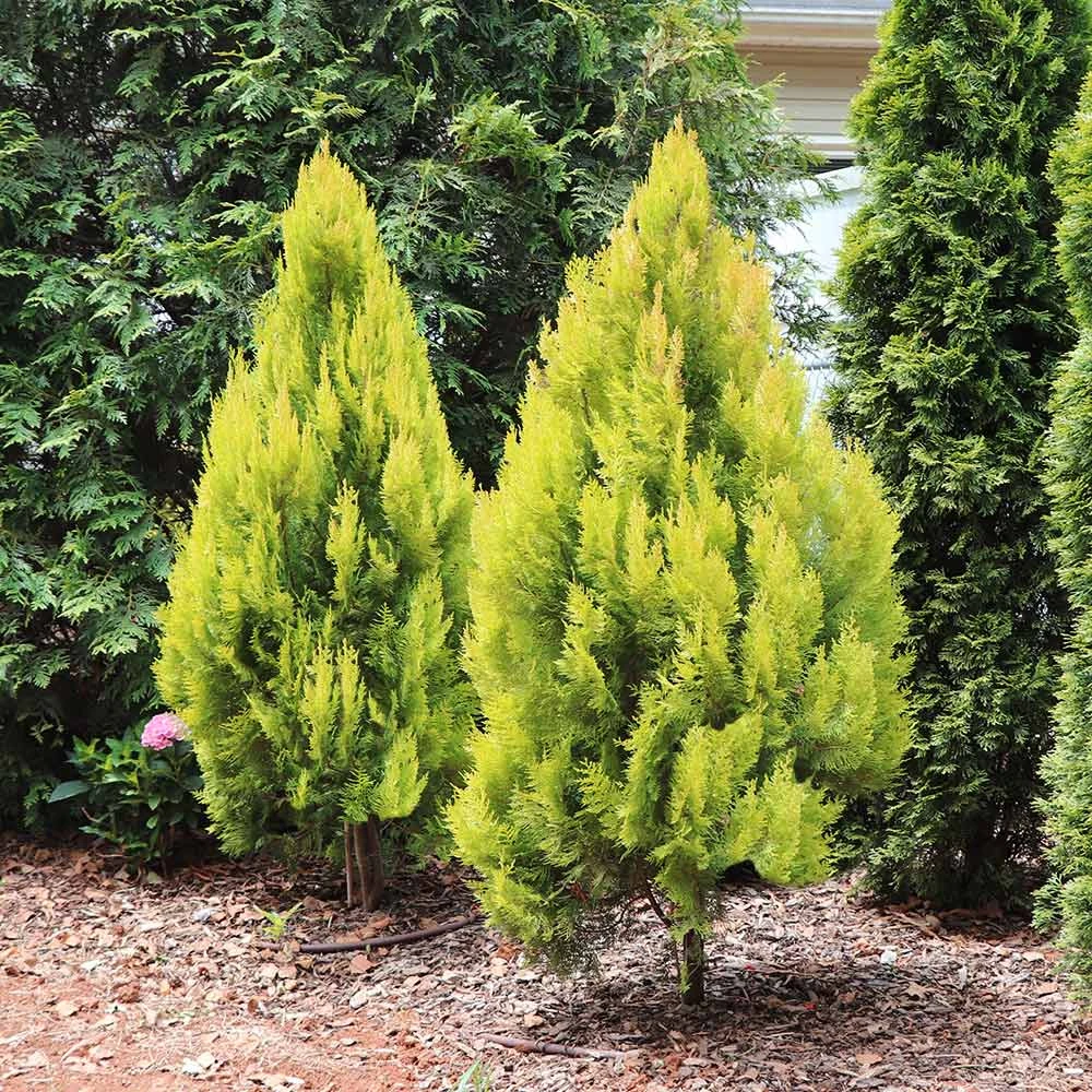 Forever Goldy™ Arborvitae Tree 2 Forever Goldy™ Arborvitae Tree - Image 2