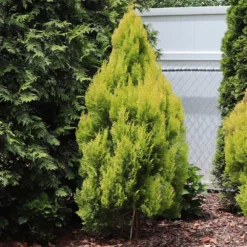 Forever Goldy™ Arborvitae Tree 7 Forever Goldy™ Arborvitae Tree -Perennials Shop FOrever GOldie 2