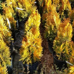 Forever Goldy™ Arborvitae Tree 9 Forever Goldy™ Arborvitae Tree -Perennials Shop FOrever GOldy 3