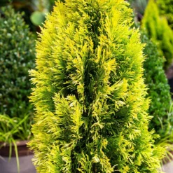 Forever Goldy™ Arborvitae Tree 8 Forever Goldy™ Arborvitae Tree -Perennials Shop FOrever GOldy 4
