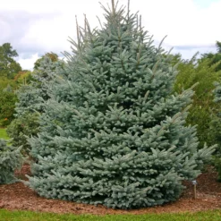 Fat Albert Colorado Blue Spruce 7 Fat Albert Colorado Blue Spruce -Perennials Shop Fat albert Blue Spruce 1