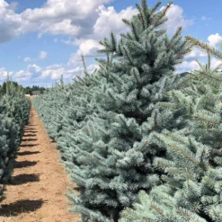 Fat Albert Colorado Blue Spruce 9 Fat Albert Colorado Blue Spruce -Perennials Shop Fat albert Blue Spruce 5
