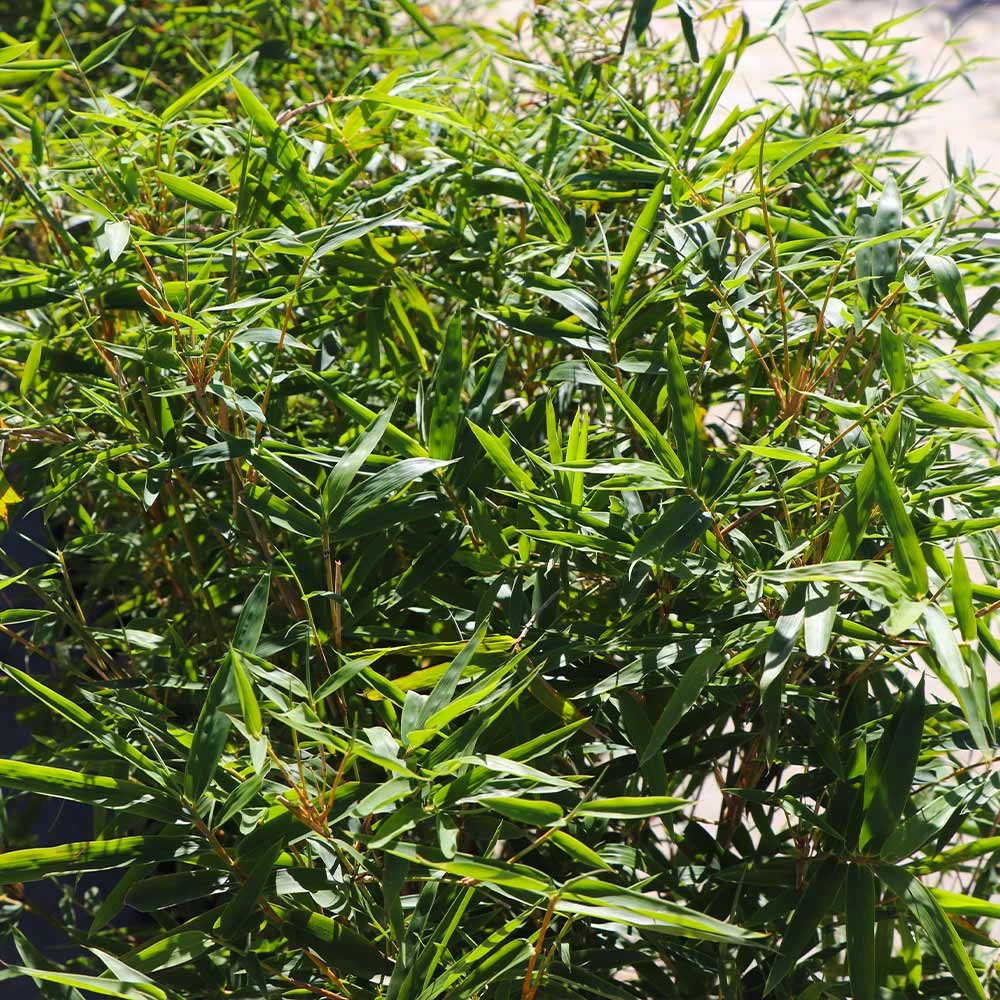 Fernleaf Bamboo 4 Fernleaf Bamboo - Image 4