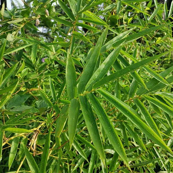 Fernleaf Bamboo 1 Fernleaf Bamboo