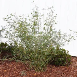 Fernleaf Bamboo 6 Fernleaf Bamboo -Perennials Shop FernleafMultiplexBamboo 1