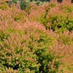 Fire Chief™ Thuja Shrub -Perennials Shop Fire Chief Arborvitae 4