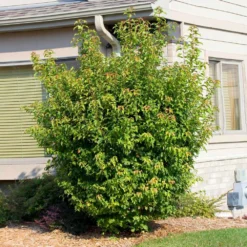 Flame Amur Maple 9 Flame Amur Maple -Perennials Shop Flame Amur 2