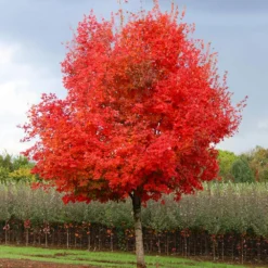 Flashfire® Maple Tree 7 Flashfire® Maple Tree -Perennials Shop Flashfire Maple 1