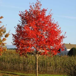 Flashfire® Maple Tree 8 Flashfire® Maple Tree -Perennials Shop Flashfire Maple 2