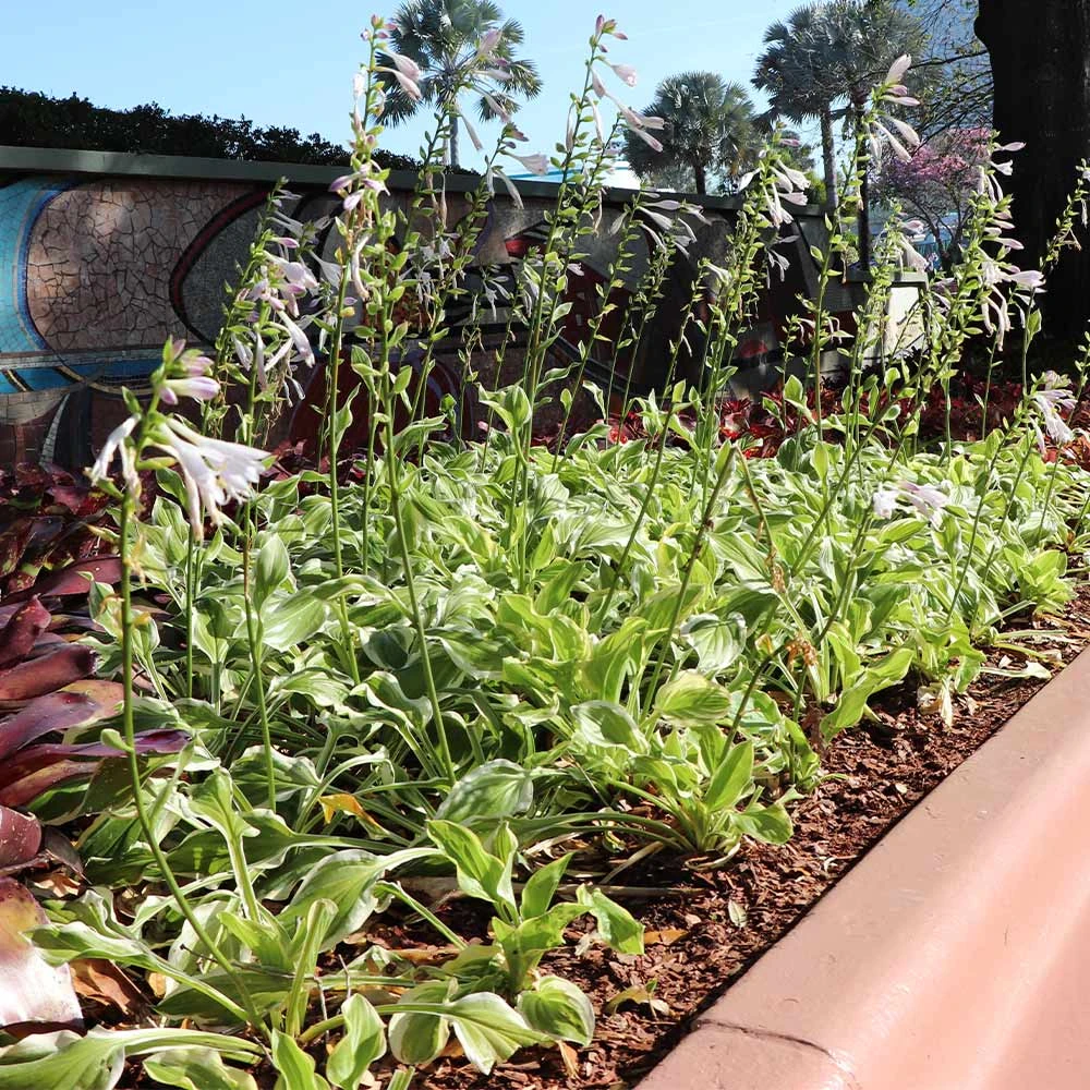 Francee Hosta Plant 4 Francee Hosta Plant - Image 4