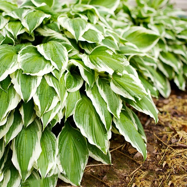 Francee Hosta Plant 1 Francee Hosta Plant