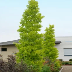 Goldspire™ Ginkgo Tree 7 Goldspire™ Ginkgo Tree -Perennials Shop GOldspire Ginkgo Tree 2 FGT