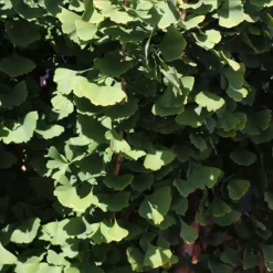 Goldspire™ Ginkgo Tree 9 Goldspire™ Ginkgo Tree -Perennials Shop GOldspire Ginkgo Tree 8