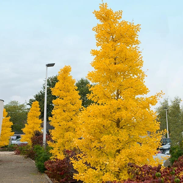 Goldspire™ Ginkgo Tree 1 Goldspire™ Ginkgo Tree