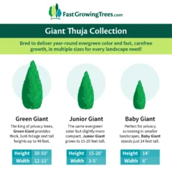 Junior Giant Thuja Tree 9 Junior Giant Thuja Tree -Perennials Shop GiantThujaCollectionGraphic 46da212d 75c4 4b15 9d43 0f7dc11664cd