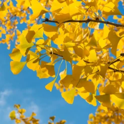 Ginkgo Tree 9 Ginkgo Tree -Perennials Shop Ginkgo Biloba 6 FGT