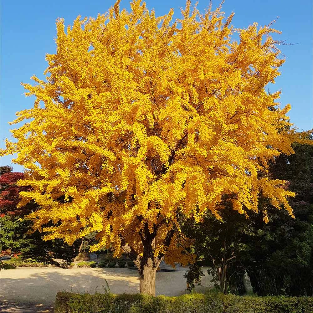 Ginkgo Tree 2 Ginkgo Tree - Image 2