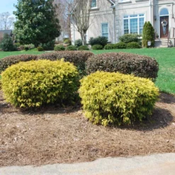 Gold Mop Cypress -Perennials Shop Gold Mop Cypress 1 FGT