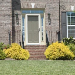 Gold Mop Cypress -Perennials Shop Gold Mop Cypress 2 FGT