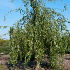 Golden Curls' Corkscrew Willow 11 Golden Curls' Corkscrew Willow -Perennials Shop Golden Curls Willow 1