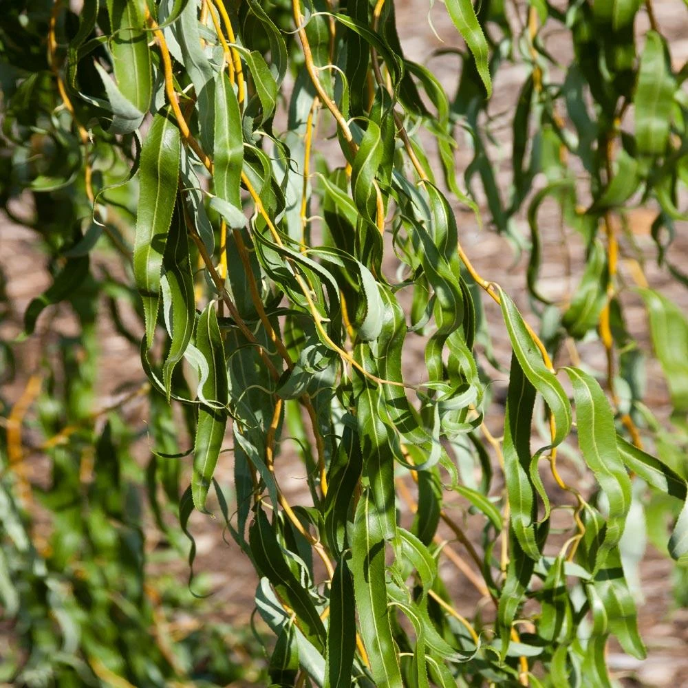 Golden Curls' Corkscrew Willow 2 Golden Curls' Corkscrew Willow - Image 2