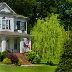 Golden Curls' Corkscrew Willow 8 Golden Curls' Corkscrew Willow -Perennials Shop Golden Curls Willow 4