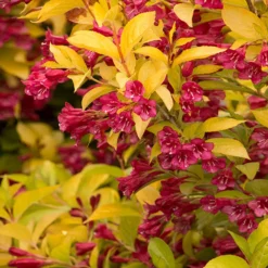 Golden Jackpot® Weigela Shrub -Perennials Shop Golden jackpot Weigela 2