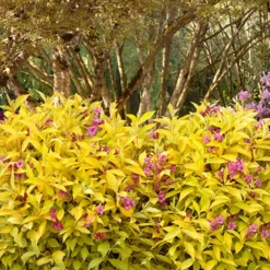 Golden Jackpot® Weigela Shrub -Perennials Shop Golden jackpot Weigela 3