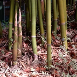 Graceful Bamboo -Perennials Shop Graceful Bamboo 3 FGT