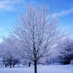 Green Mountain Sugar Maple Tree 11 Green Mountain Sugar Maple Tree -Perennials Shop Green Mountain Sugar Maple 5