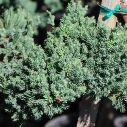 Green Mound Juniper Topiary -Perennials Shop Green Mound JUniper 3 FGT 95b457e9 9712 4329 b324 05ec99fb2809