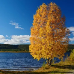 Heritage® River Birch 12 Heritage® River Birch -Perennials Shop Heritage River Birch 11