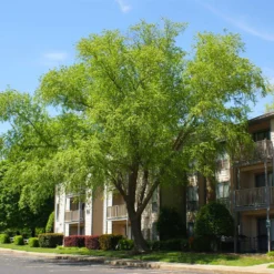 Heritage® River Birch 9 Heritage® River Birch -Perennials Shop Heritage River Birch 3 FGT