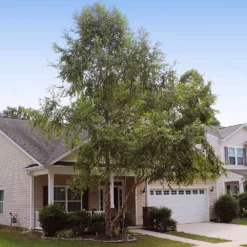 Heritage® River Birch 10 Heritage® River Birch -Perennials Shop Heritage River Birch 9 FGT