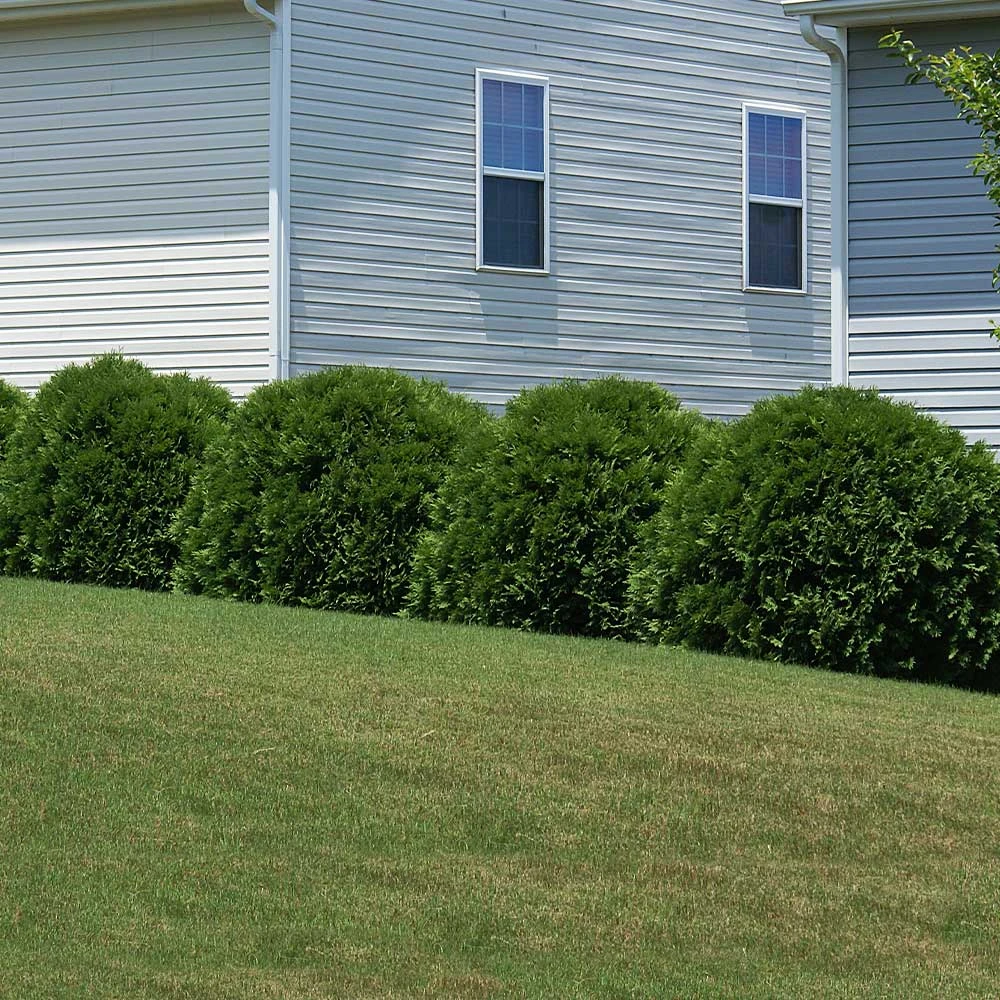 Hetz Midget Thuja Shrub 3 Hetz Midget Thuja Shrub - Image 3