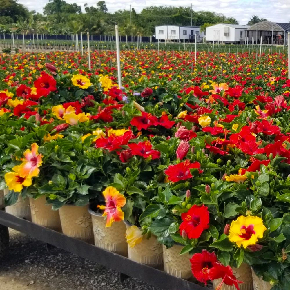 Bloom Bash® Hollywood® Hibiscus 4 Bloom Bash® Hollywood® Hibiscus - Image 4