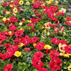 Bloom Bash® Hollywood® Hibiscus 11 Bloom Bash® Hollywood® Hibiscus -Perennials Shop Hollywood Hibiscu BLoom Bash 5