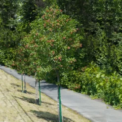 Hot Wings® Maple Tree 8 Hot Wings® Maple Tree -Perennials Shop Hot Wings Tartarian Maple 1